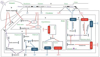 Mechanisms of action and therapeutic applications of GLP-1 and dual GIP/GLP-1 receptor agonists